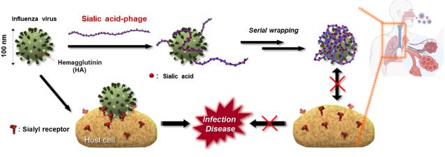 융합생명공학과 정우재 교수, 바이러스 무력화하는 항인플루엔자 나노필라멘트 개발(2024.08.29.)